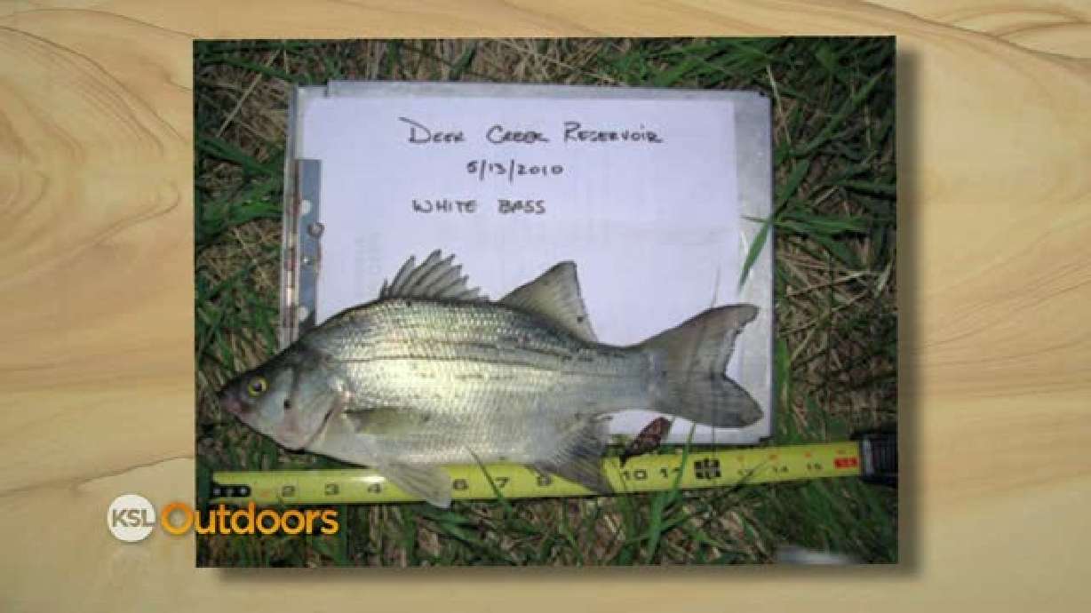 DWR Field Guide - Bucket Biology