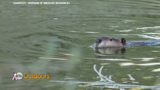 DWR Field Guide - Beaver