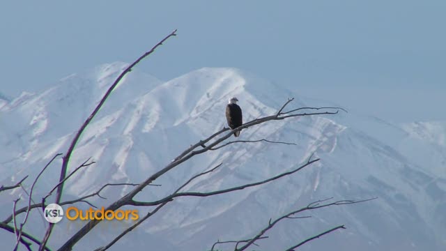 Utah Field Guide - Bald Eagle
