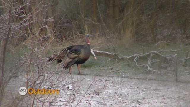 Utah Field Guide - Wild Turkey