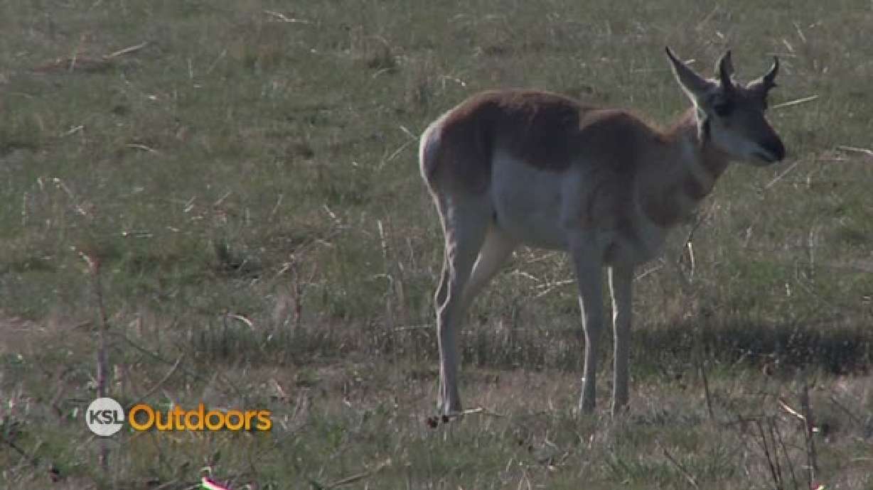 Utah Field Guide - Pronghorn