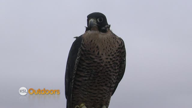 Utah Field Guide - Peregrine Falcon