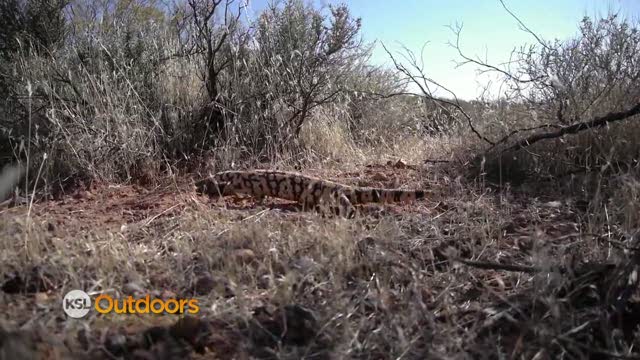 Utah Field Guide - Gila Monster
