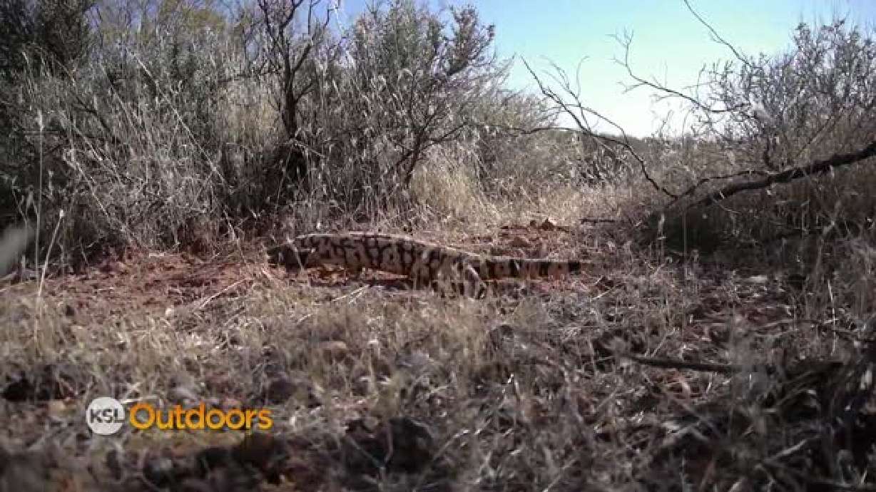 Utah Field Guide - Gila Monster