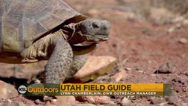 Utah Field Guide - Desert Tortoise