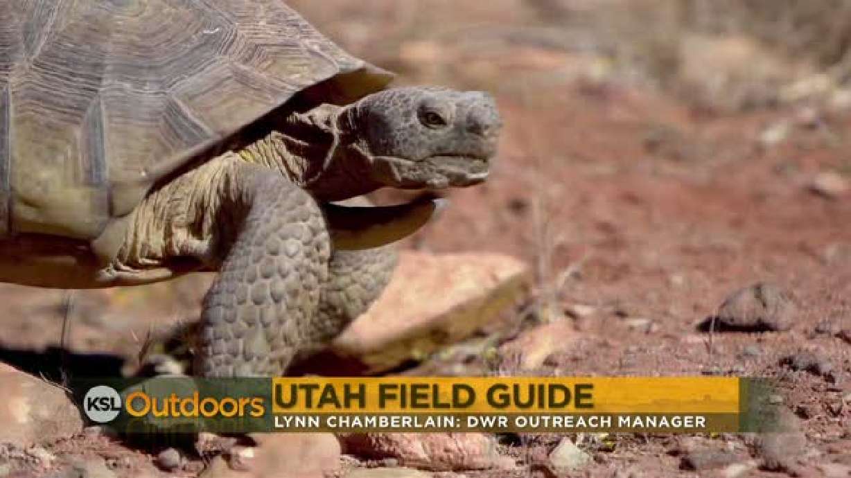 Utah Field Guide - Desert Tortoise