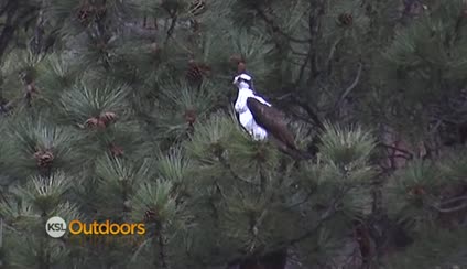 Utah Field Guide - Osprey