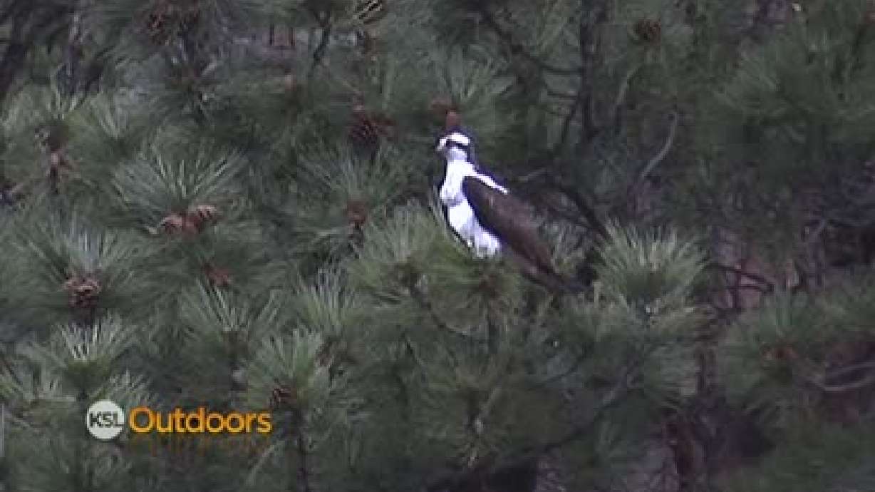 Utah Field Guide - Osprey