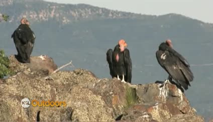 Utah Field Guide - California Condor