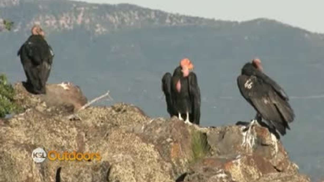 Utah Field Guide - California Condor