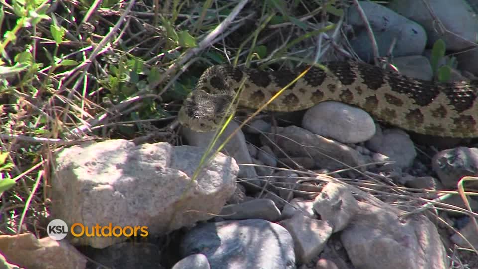 Utah Field Guide - Rattlesnakes