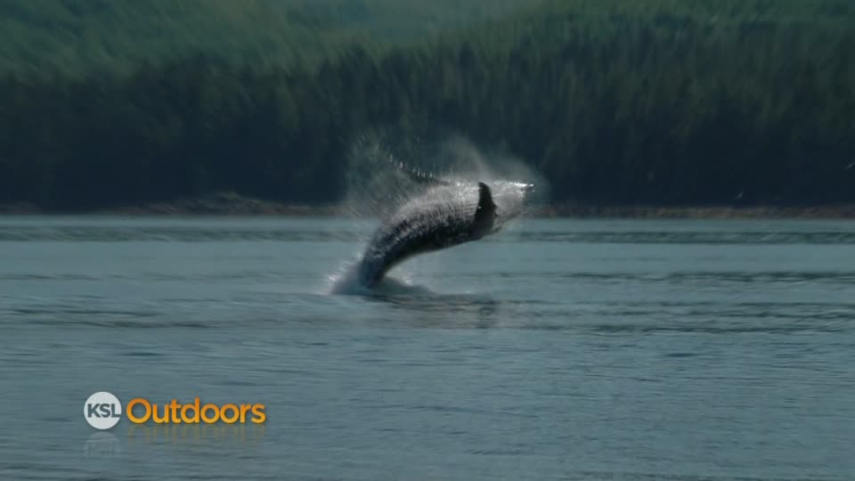 Utah Field Guide - Humpback whales