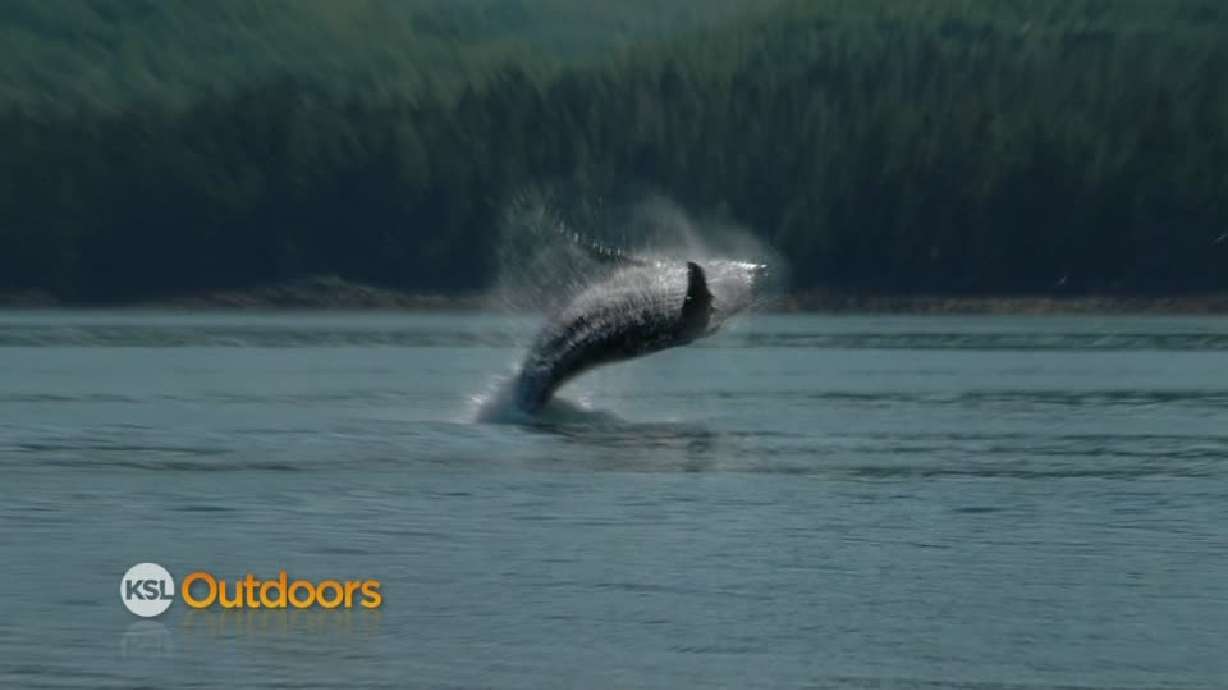 Utah Field Guide - Humpback whales
