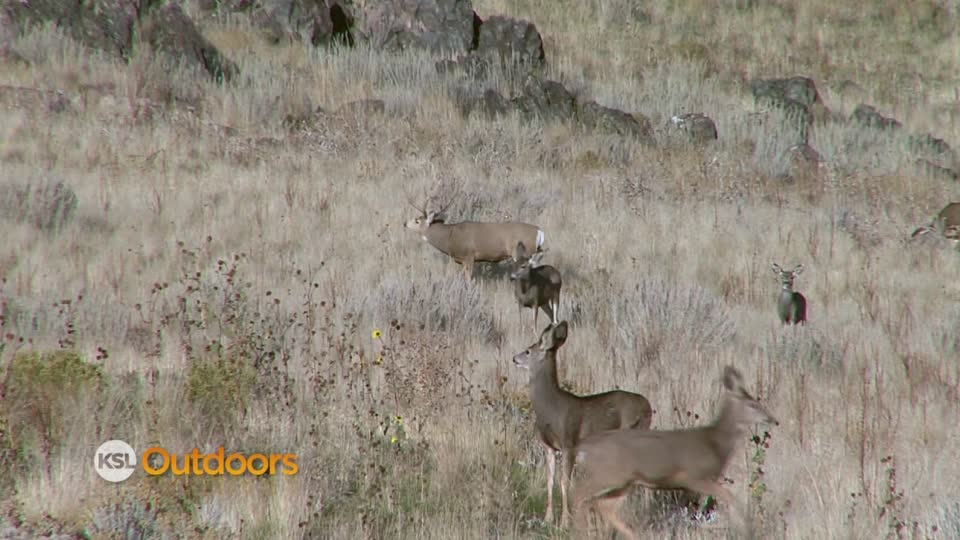 Utah Field Guide - Mule deer