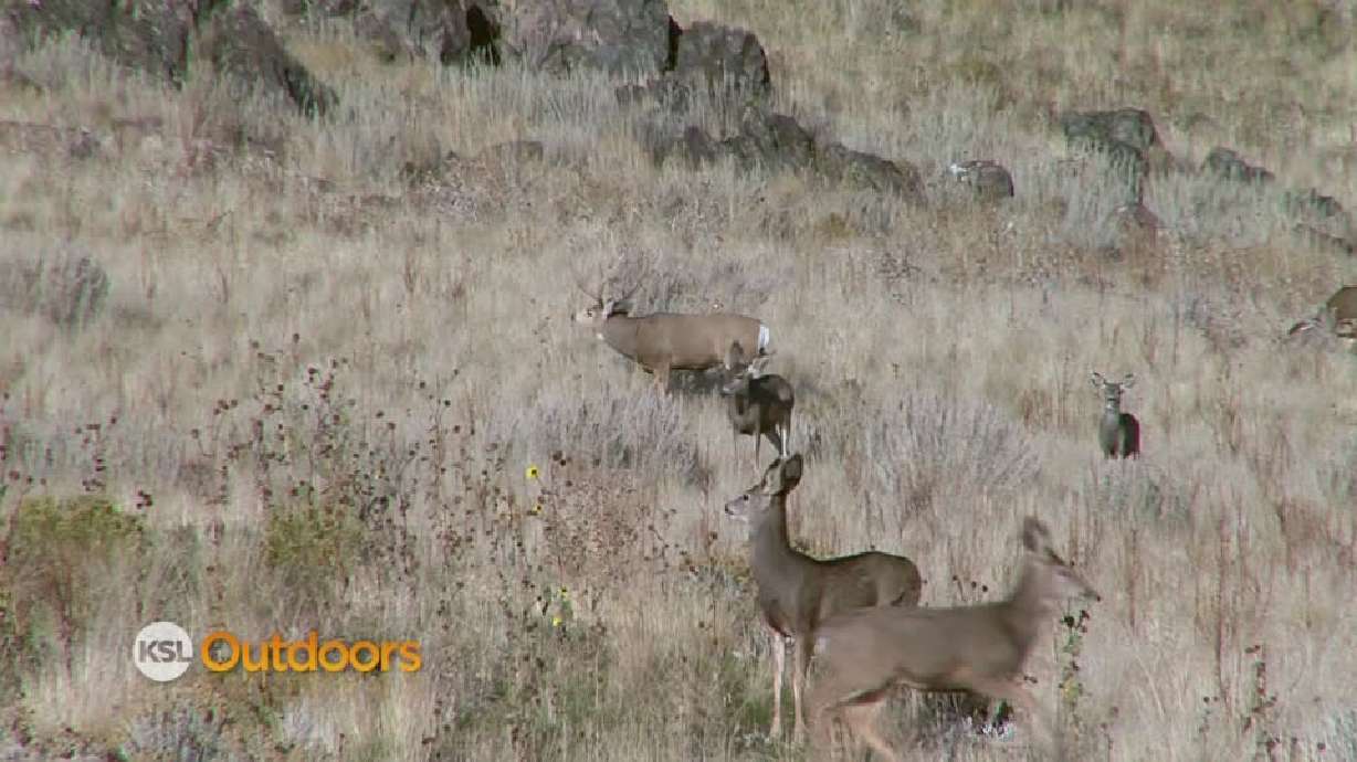Utah Field Guide - Mule deer