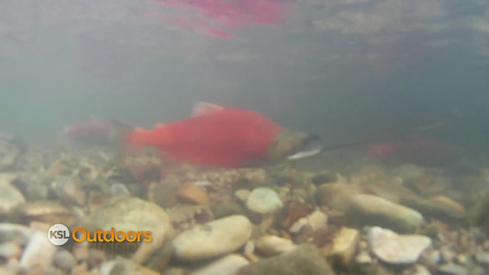 Utah Field Guide - Kokanee salmon