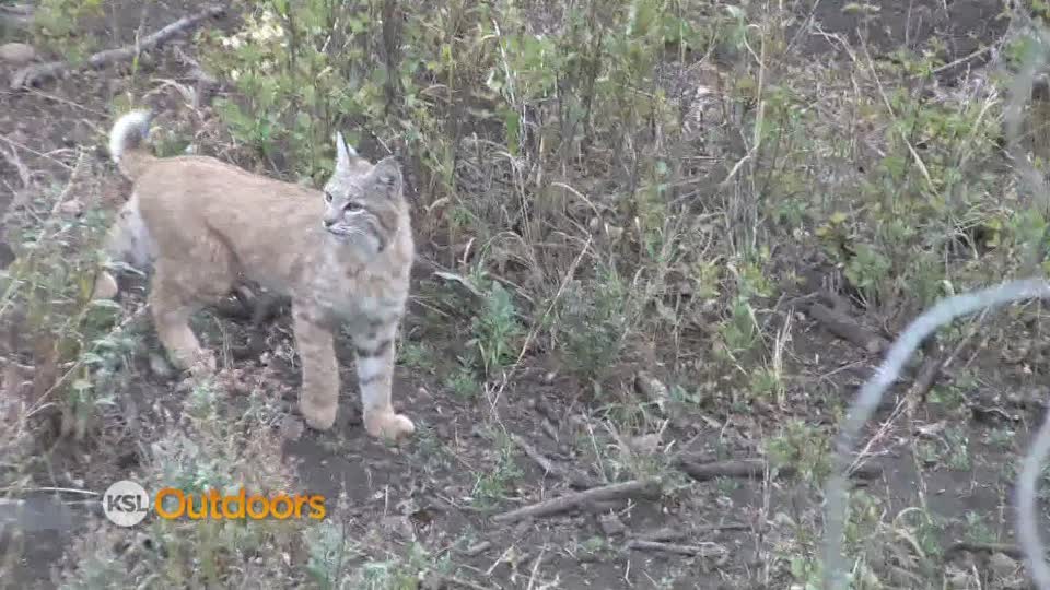 Utah Field Guide - Bobcat