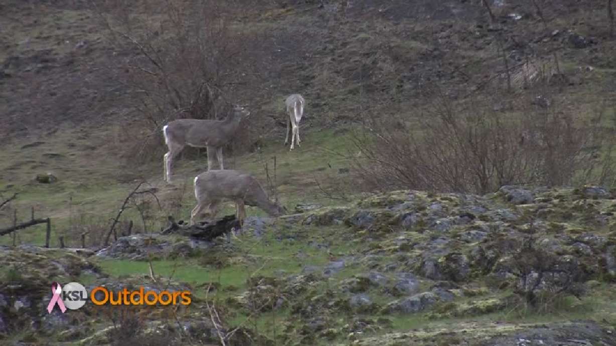 Utah Field Guide: Whitetail deer