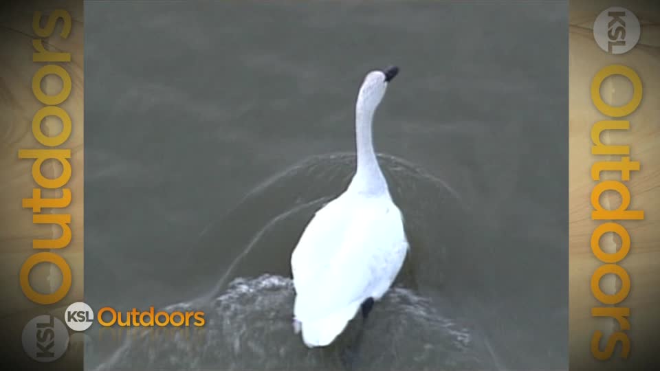 Utah Field Guide: Tundra swans