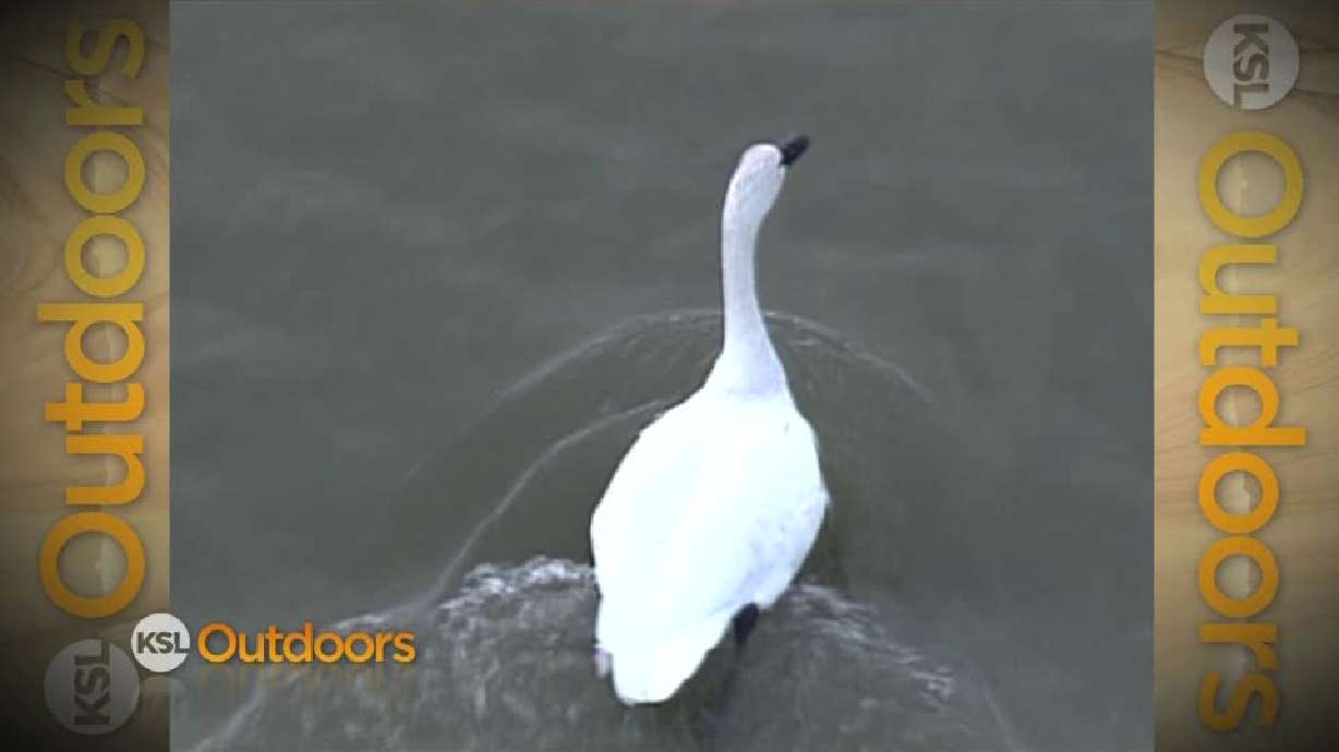 Utah Field Guide: Tundra swans