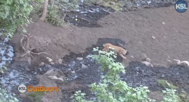 Utah Field Guide: Bobcat