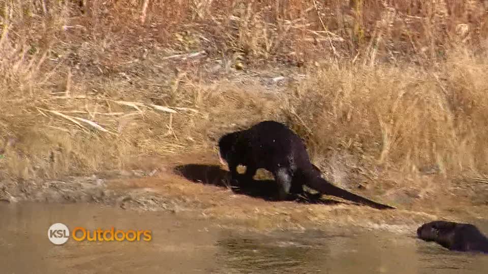 Utah Field Guide: Northern river otters