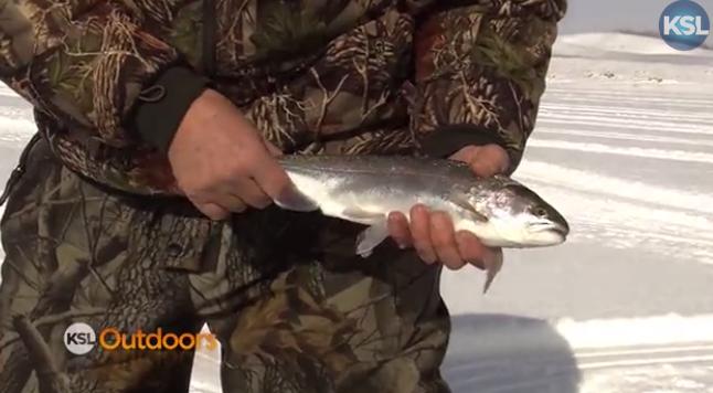 Utah Field Guide: Rainbow Trout