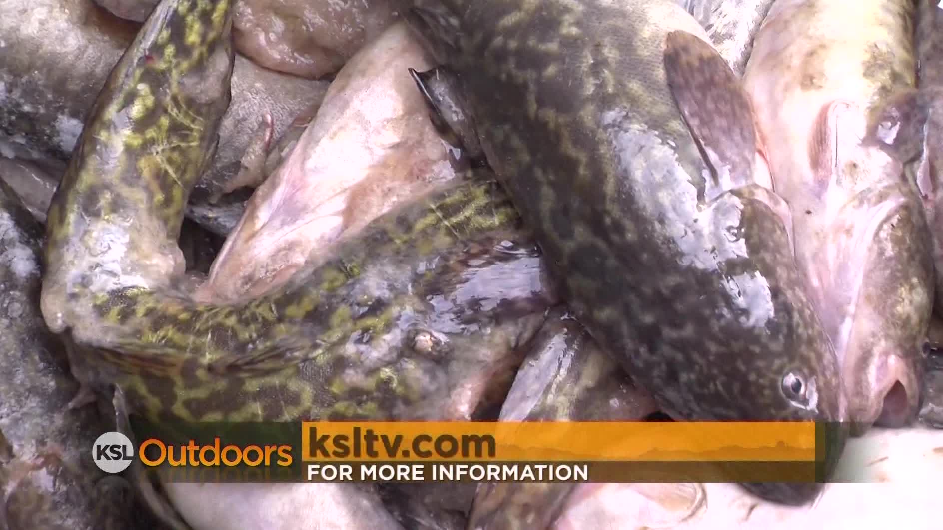 Utah Field Guide: Burbot