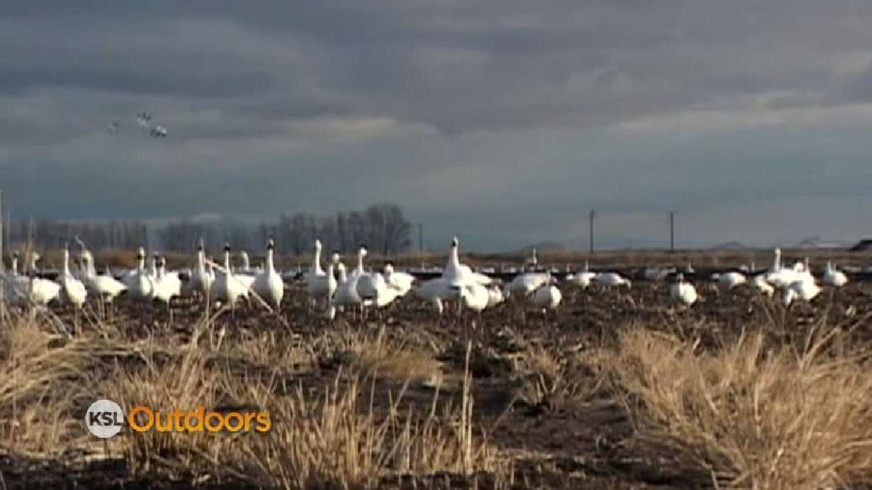 Utah Field Guide: Snow geese
