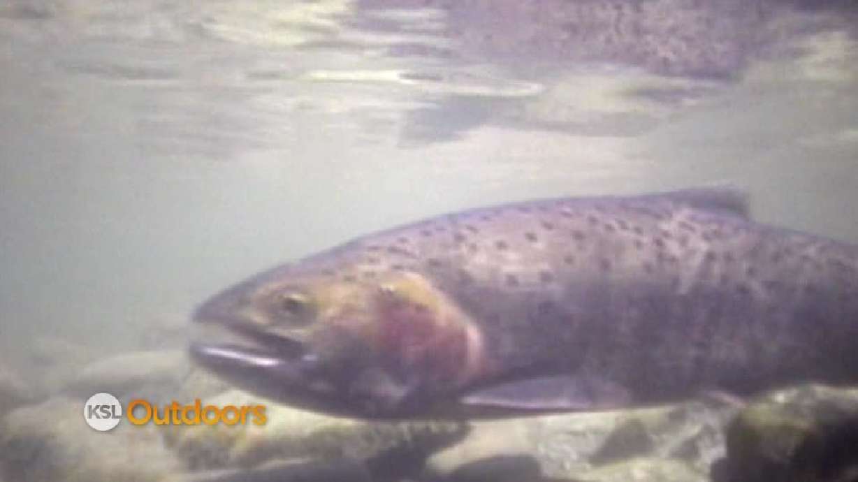 Utah Field Guide: Bonneville Cutthroat trout