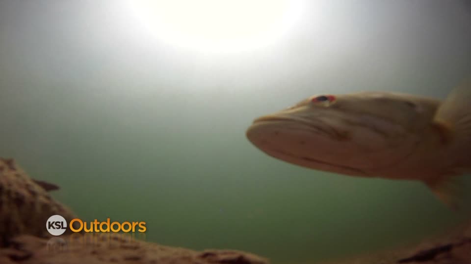 Utah Field Guide: Smallmouth bass