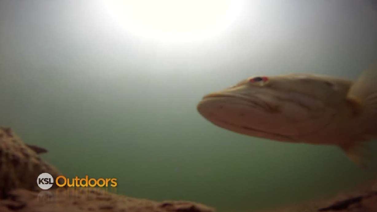 Utah Field Guide: Smallmouth bass