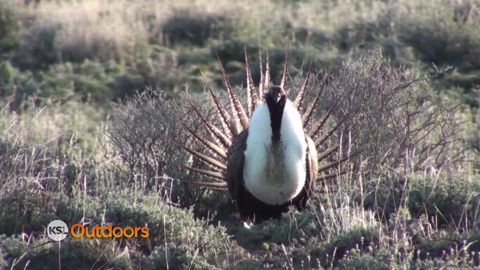 Utah Field Guide: Greater Sage Grouse