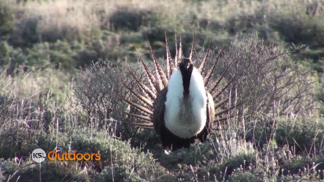 Utah Field Guide: Greater Sage Grouse