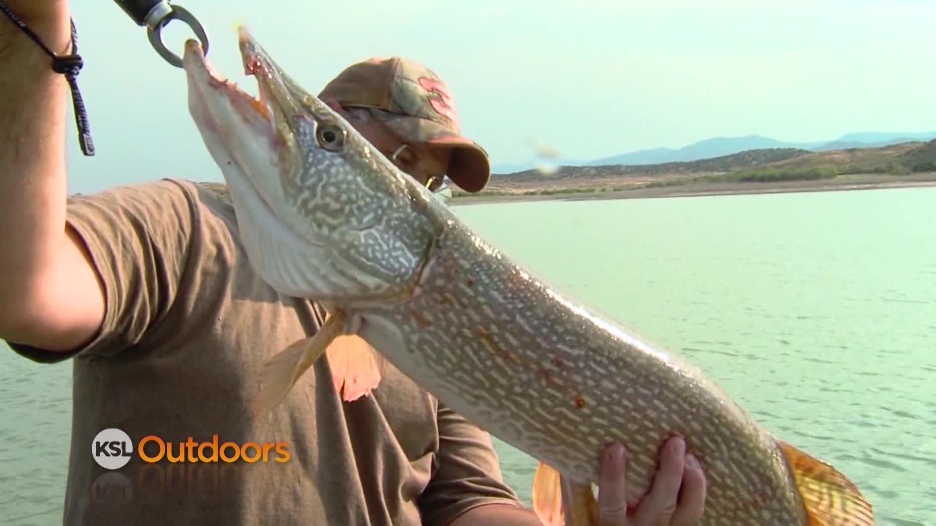 Utah Field Guide: Northern Pike