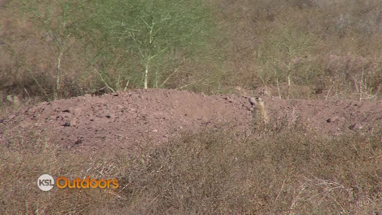 Utah Field Guide: Prairie Dog