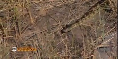 Utah Field Guide: Great Basin Rattlesnake