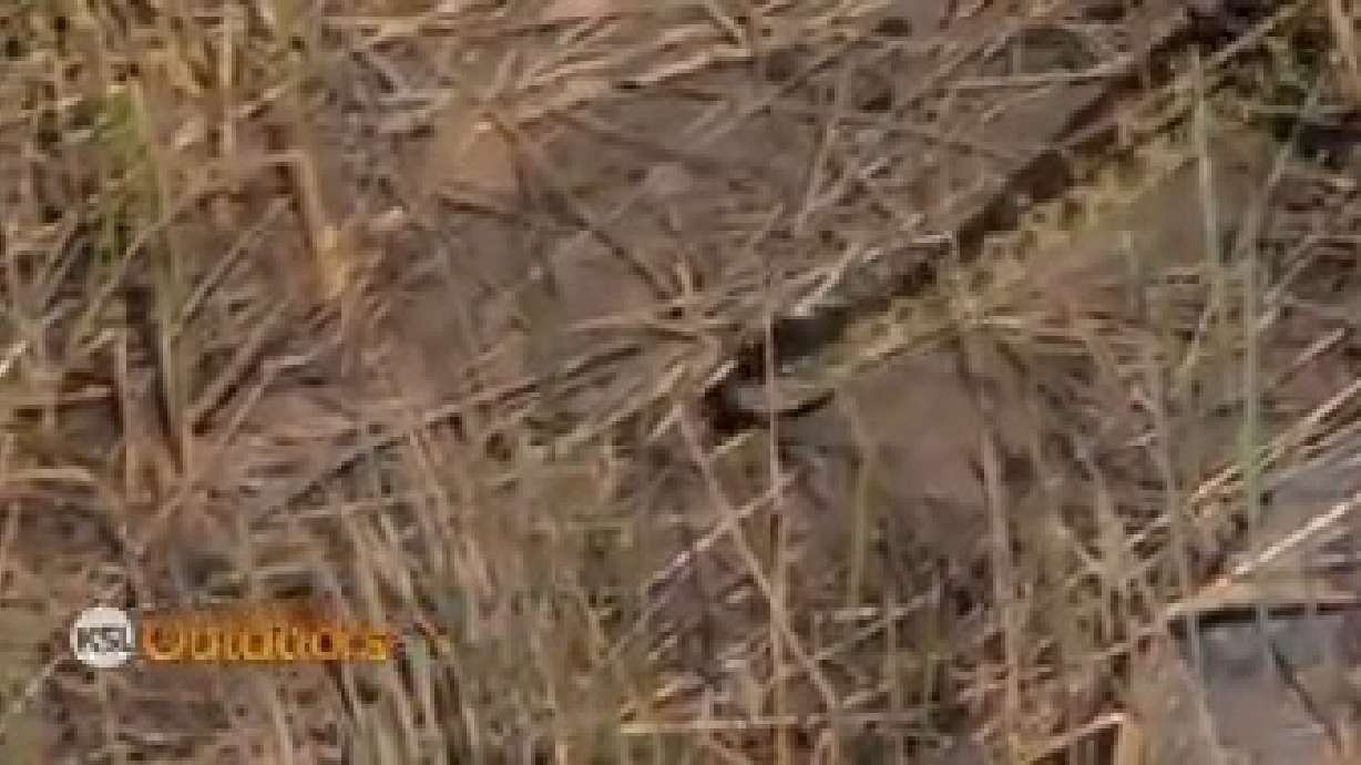 Utah Field Guide: Great Basin Rattlesnake