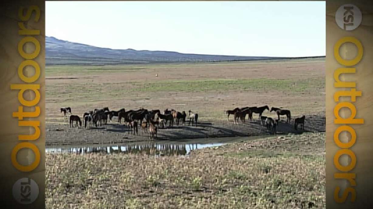 Utah Field Guide: Wild horses