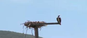 Utah Field Guide: Osprey
