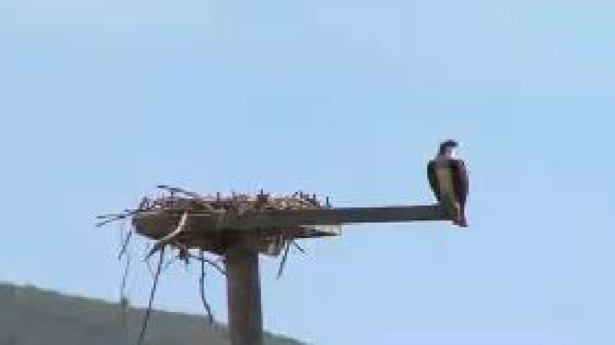 Utah Field Guide: Osprey