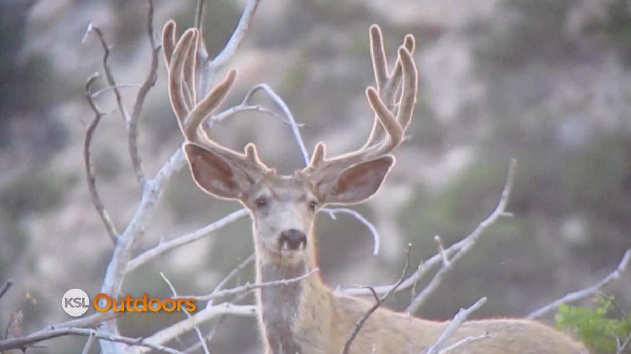 Utah Field Guide: Mule Deer