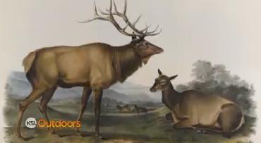 Utah Field Guide: Elk