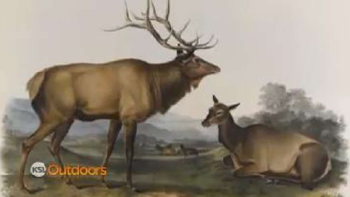 Utah Field Guide: Elk