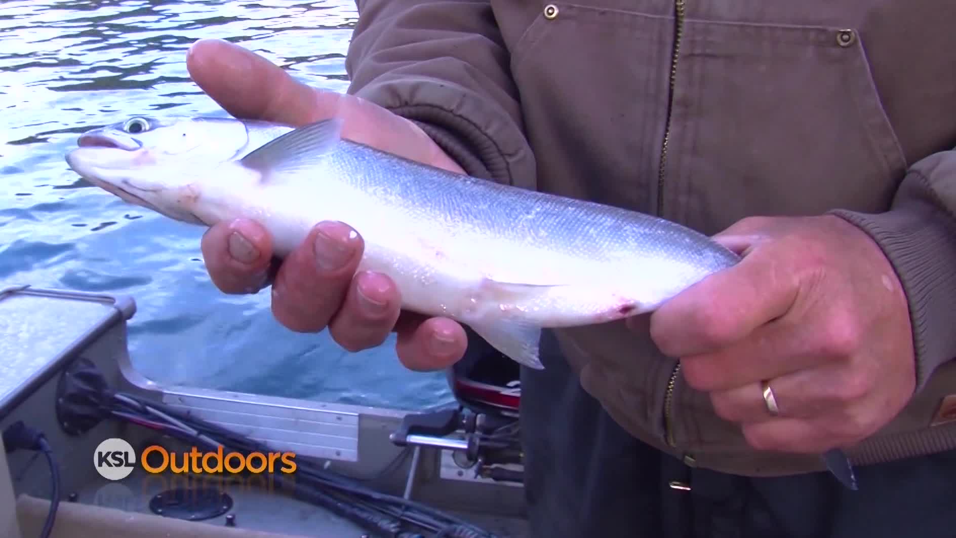 Utah Field Guide: Kokanee Salmon