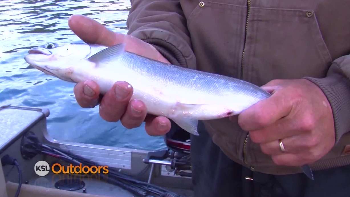 Utah Field Guide: Kokanee Salmon