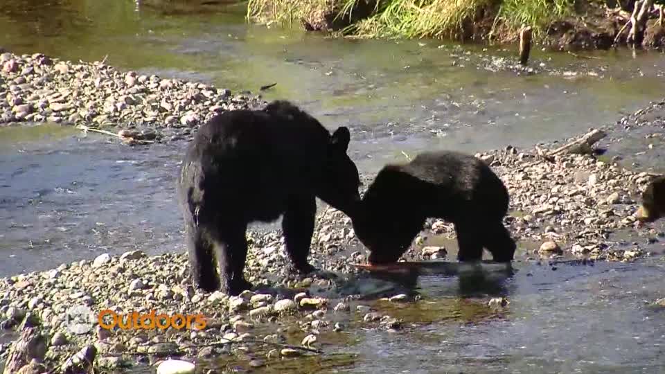 Utah Field Guide: Brown bears