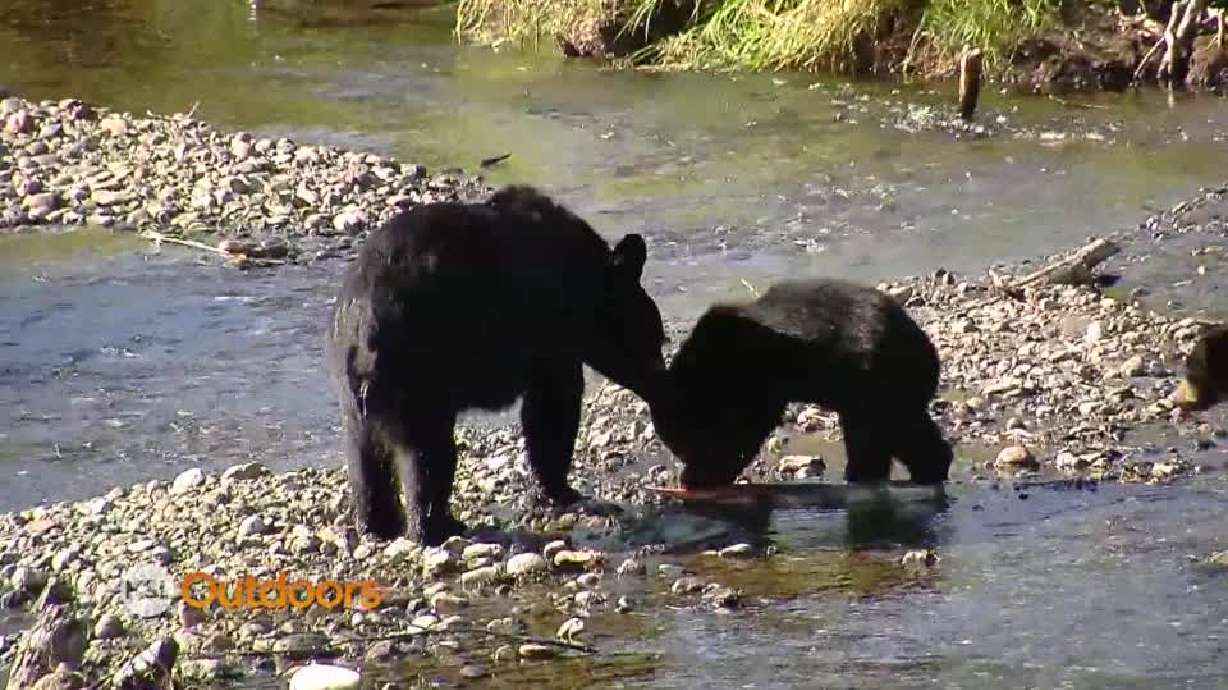 Utah Field Guide: Brown bears