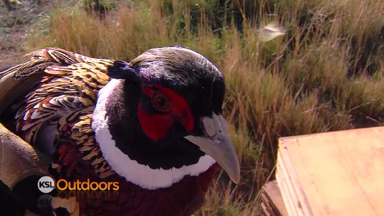 Utah Field Guide: Ringnecked pheasant