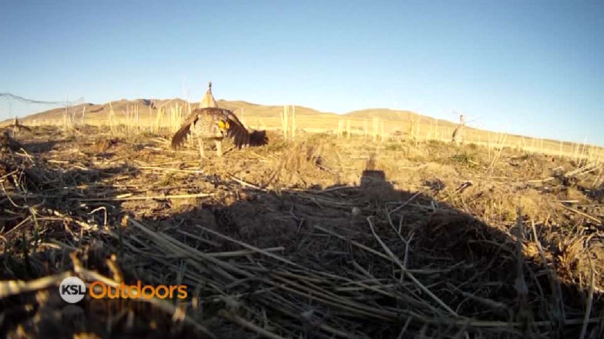 Utah Field Guide: Columbian Sharp-tailed Grouse